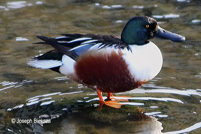 Northern Shoveler