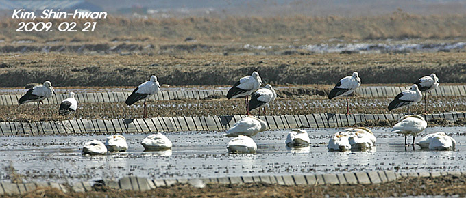 Oriental Stork