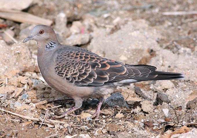 Oriental Turtle Dove