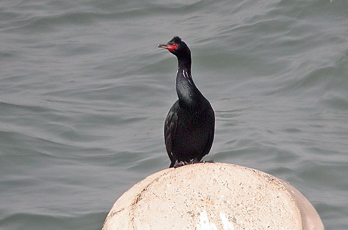 Pelagic Shag
