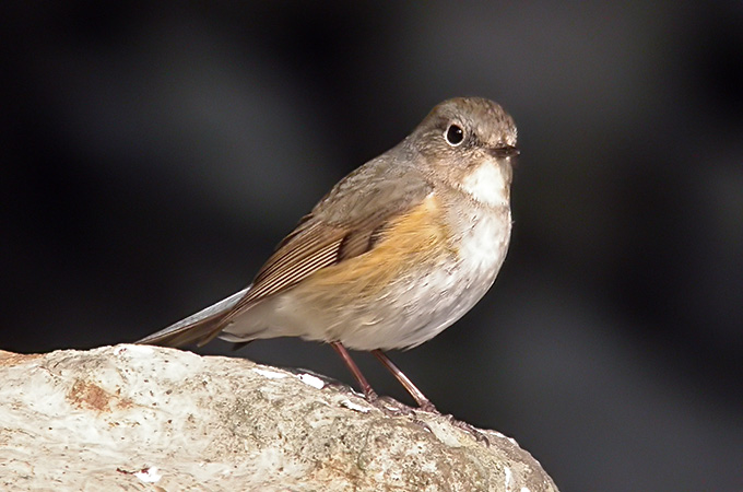 Red-flanked Bluetail - Species Range Map