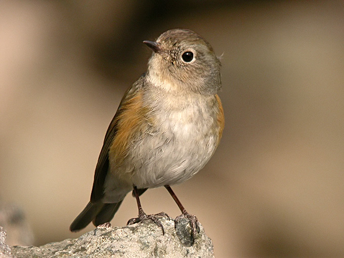 Red-flanked bluetail spotted for the first time in eastern US