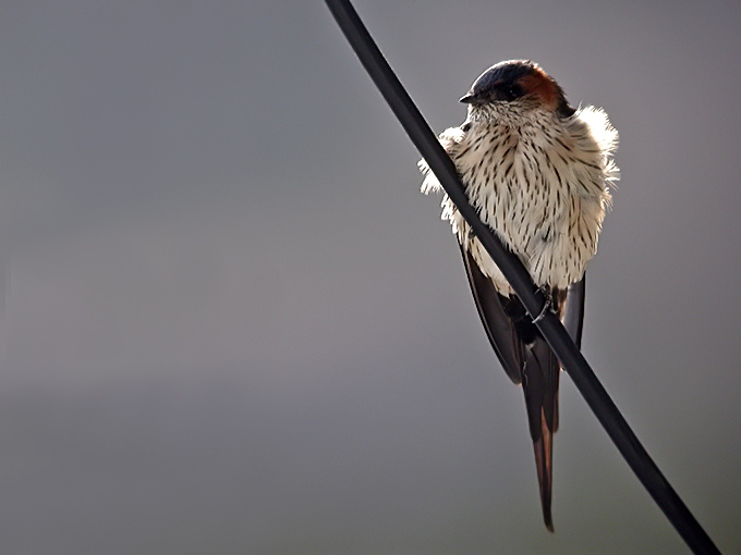 Red-rumped Swallow