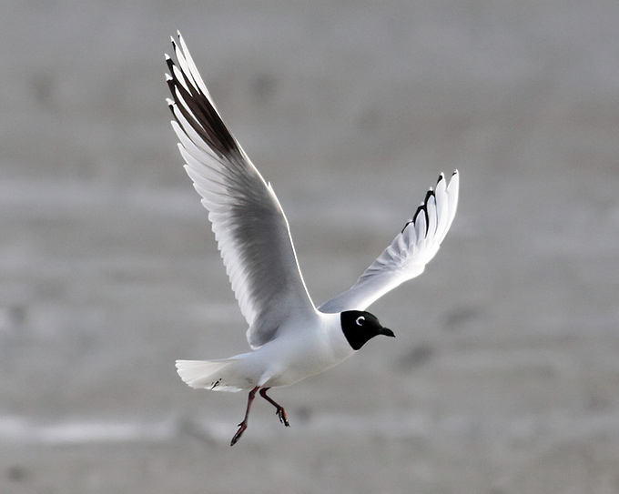 Saunders's Gull