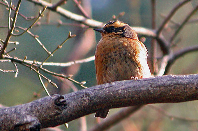 Siberian Accentor