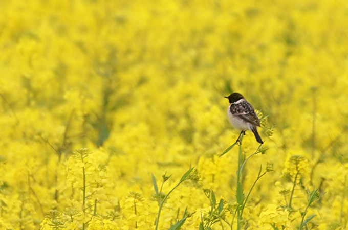 Siberian Stonechat