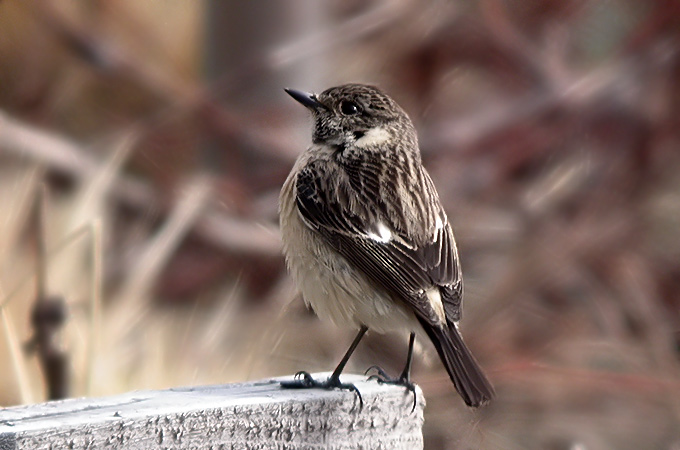 Siberian Stonechat