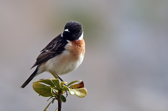 Siberian Stonechat