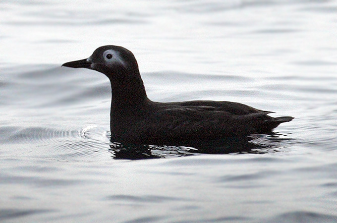 Spectacled Guillemot