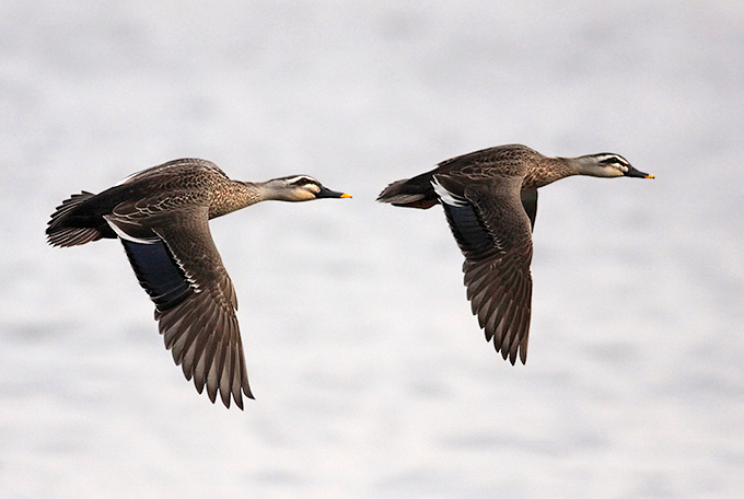 Spot-billed Duck