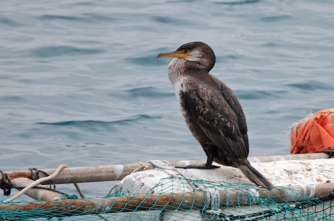 Temminck's Cormorant