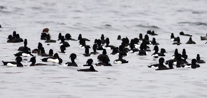 Tufted Duck