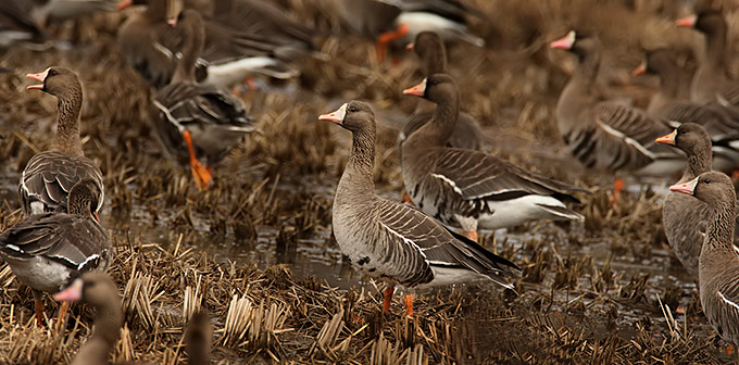Greater White-fronted Goose