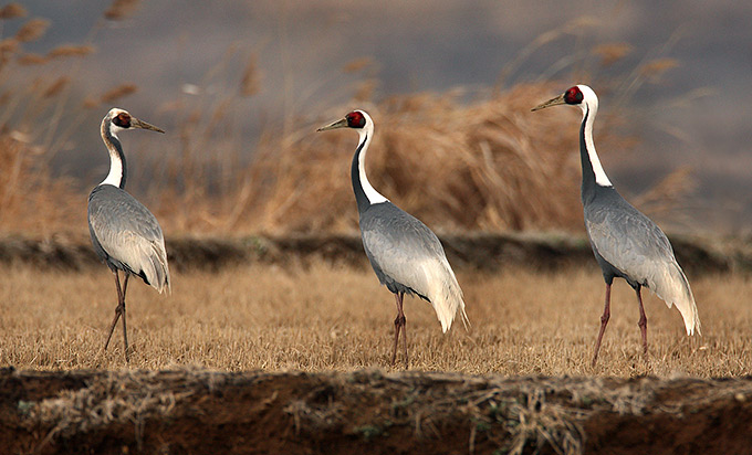 White-naped Crane
