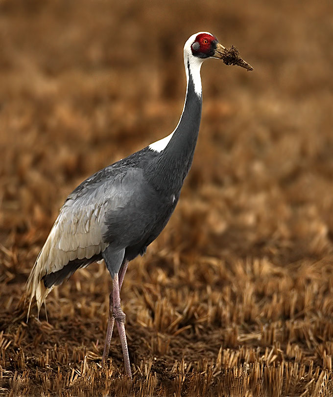 White-naped Crane
