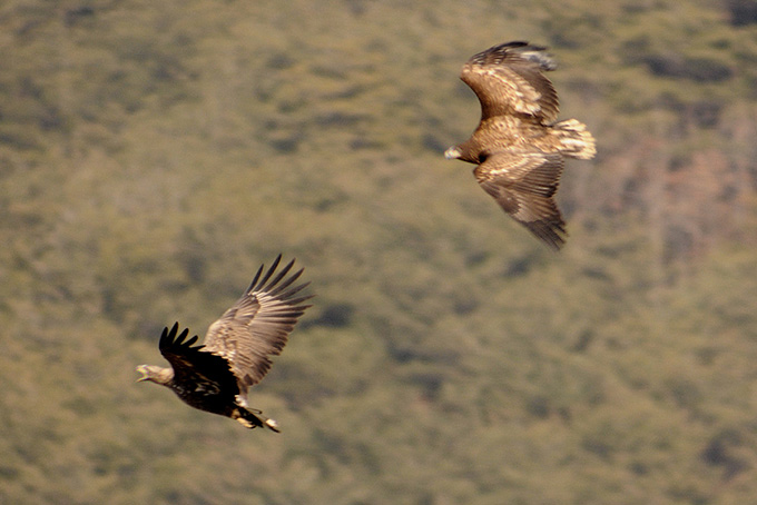 White-tailed Eagle