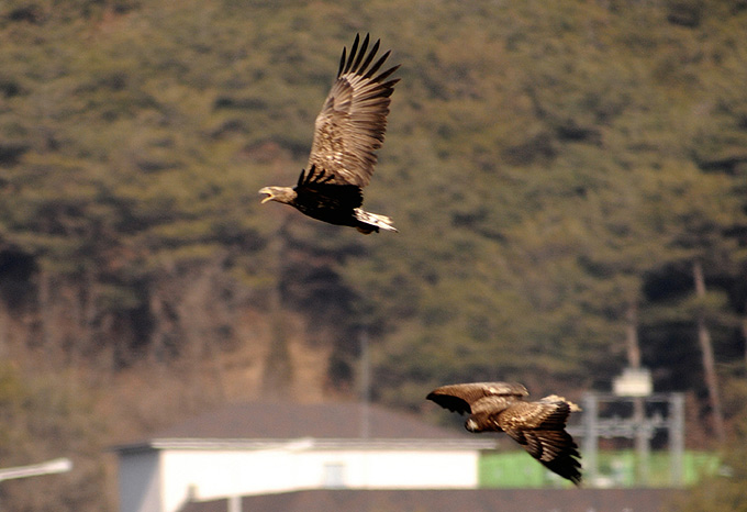 White-tailed Eagle