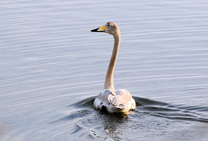 Whooper Swan