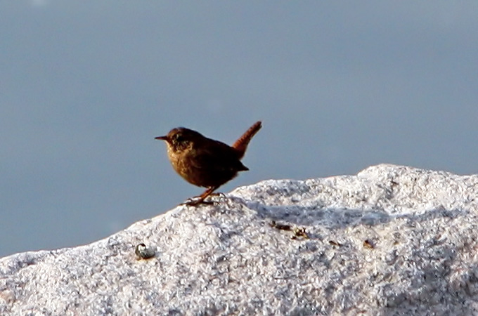 Winter Wren