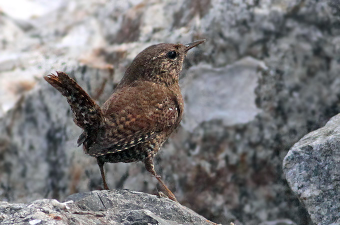 Winter Wren