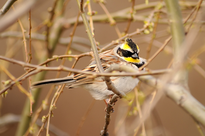 Yellow-throated Bunting