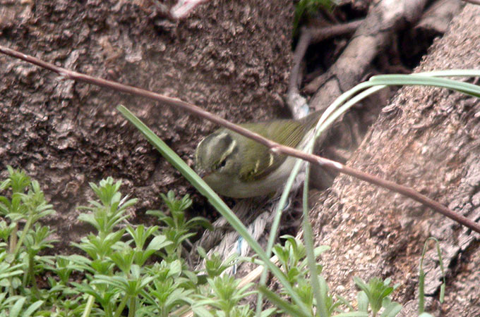 Claudia's Leaf Warbler