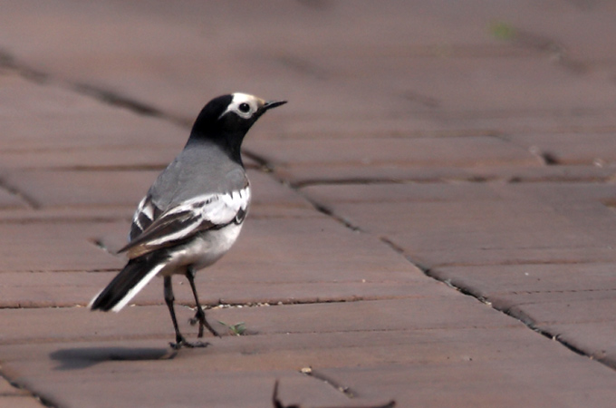 White Wagtail