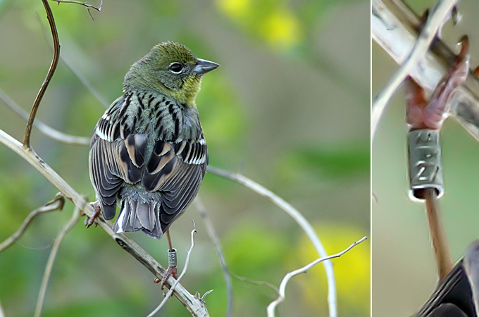 Yellow Bunting or Japanese Yellow Bunting