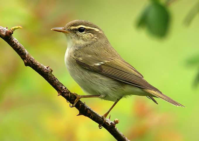Arctic Warbler