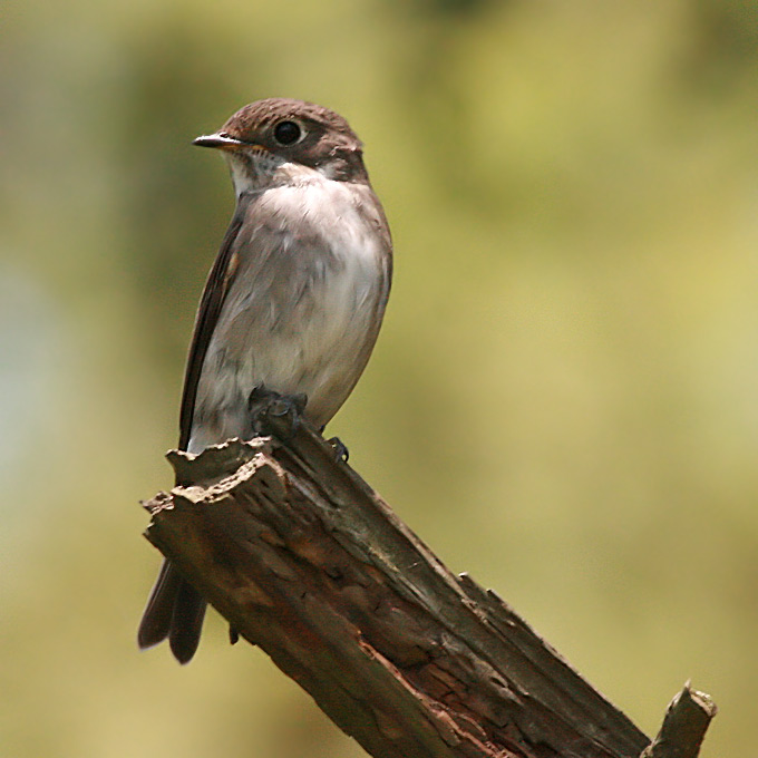 Asian Brown Flycatcher