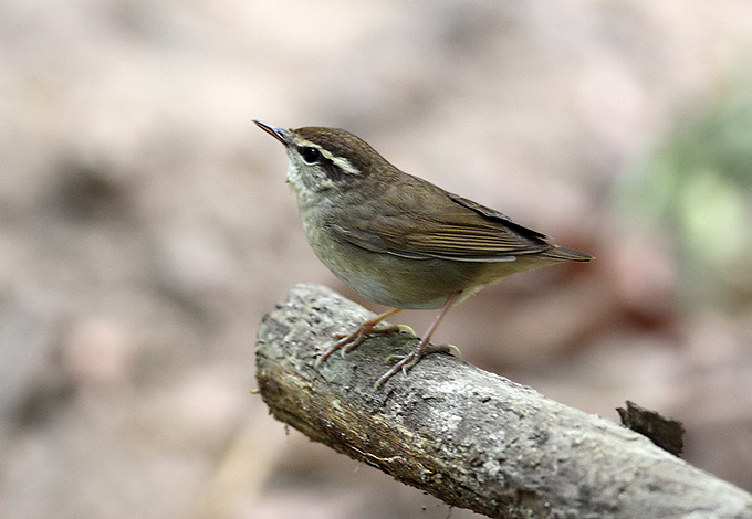 Asian Stubtail