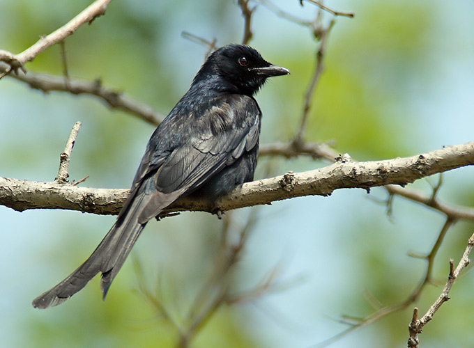 Black Drongo