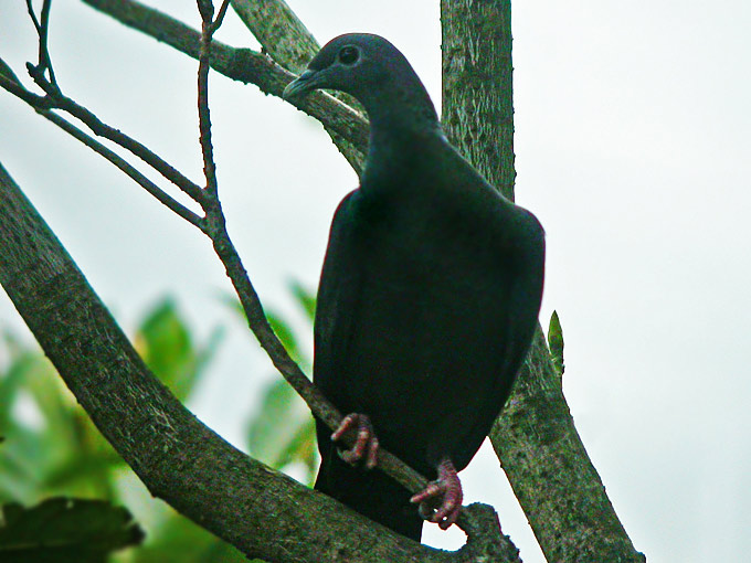 Black Woodpigeon