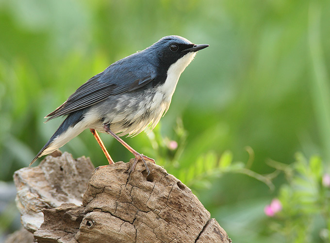 Siberian Blue Robin