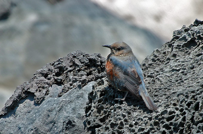 Blue Rock Thrush