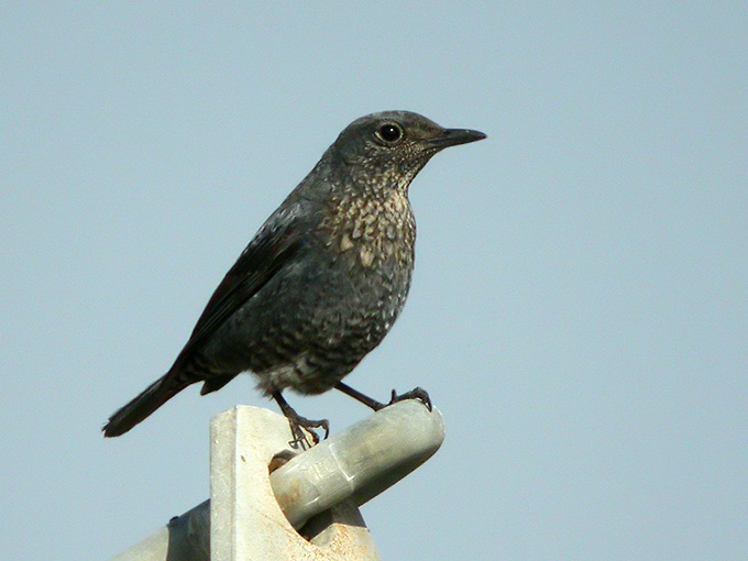 Blue Rock Thrush