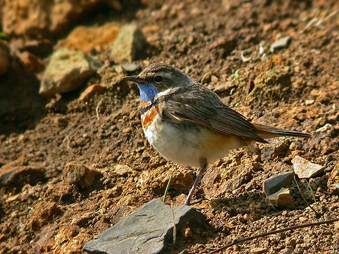Bluethroat