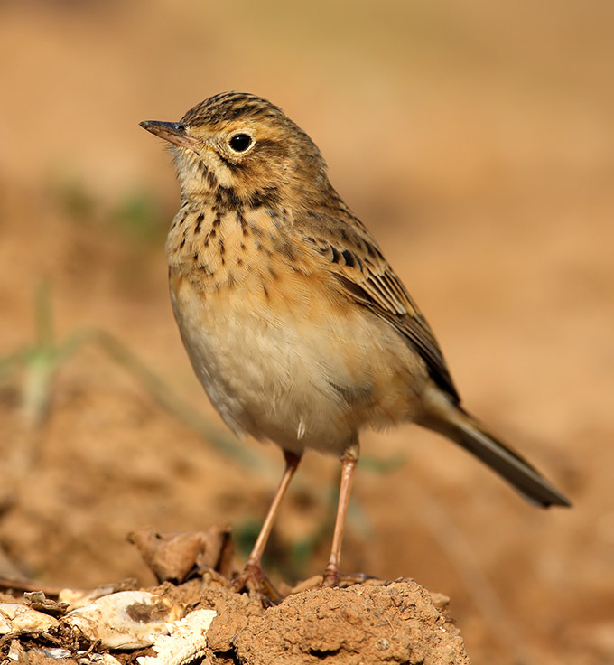 Blyth's Pipit