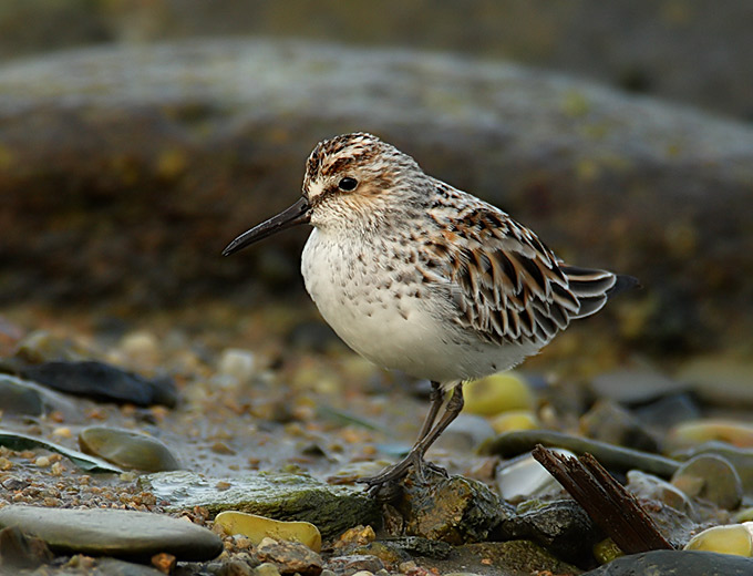 Broad-billed Sandpiper