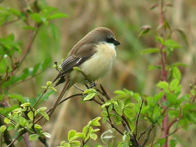 Brown Shrike