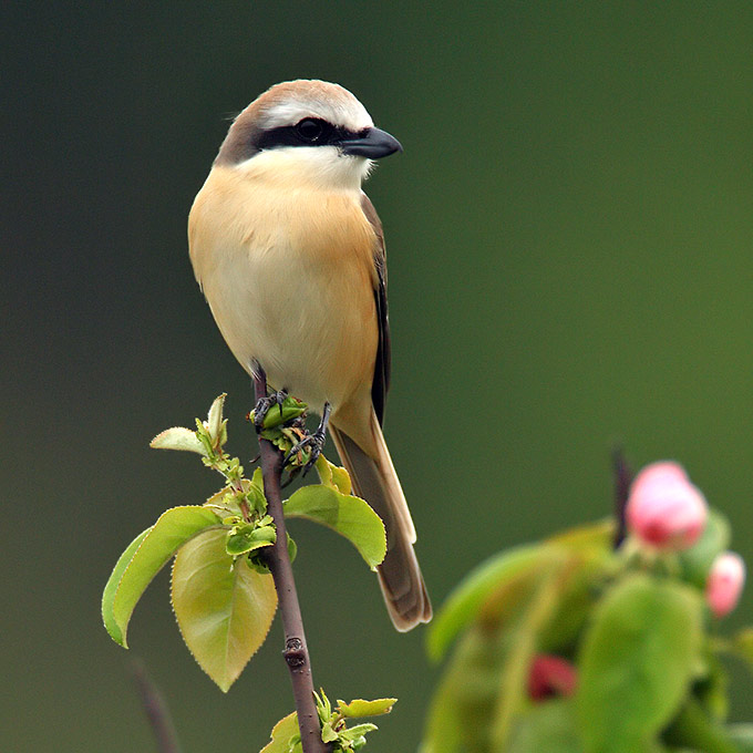 Brown Shrike
