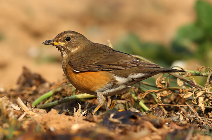 Brown-headed Thrush