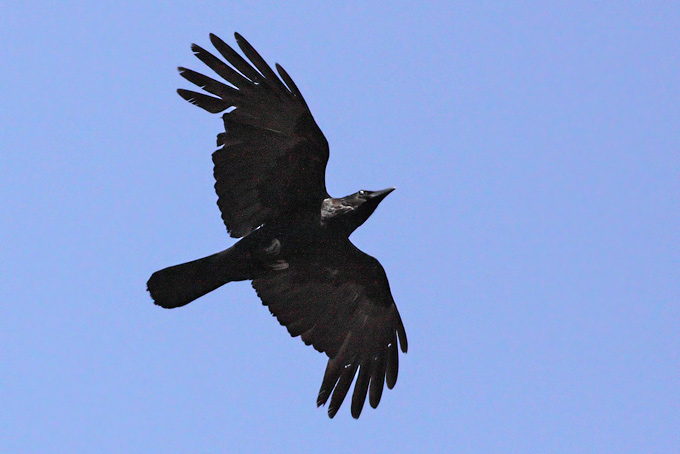 Carrion Crow or Eastern Carrion Crow