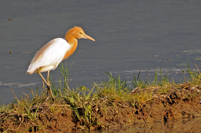 Cattle Egret