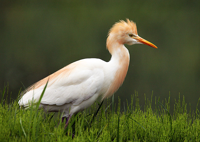 Cattle Egret