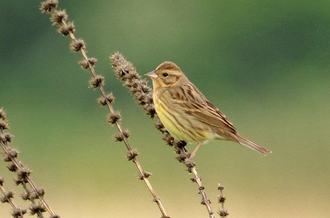Chestnut Bunting