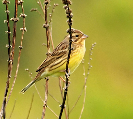 Chestnut Bunting