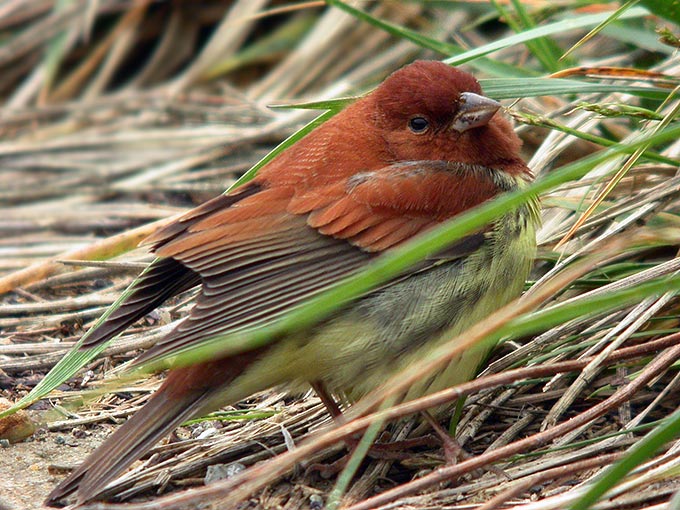 Chestnut Bunting