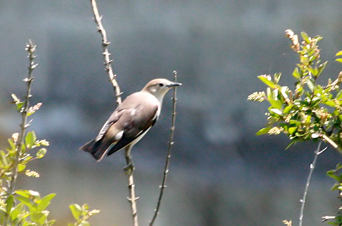 Chestnut-cheeked Starling