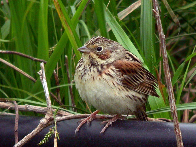 Chestnut-eared Bunting